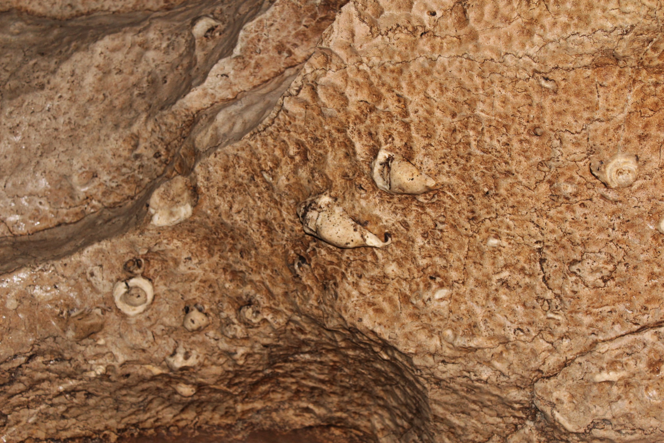 sagada-sumaguing-cave-shells