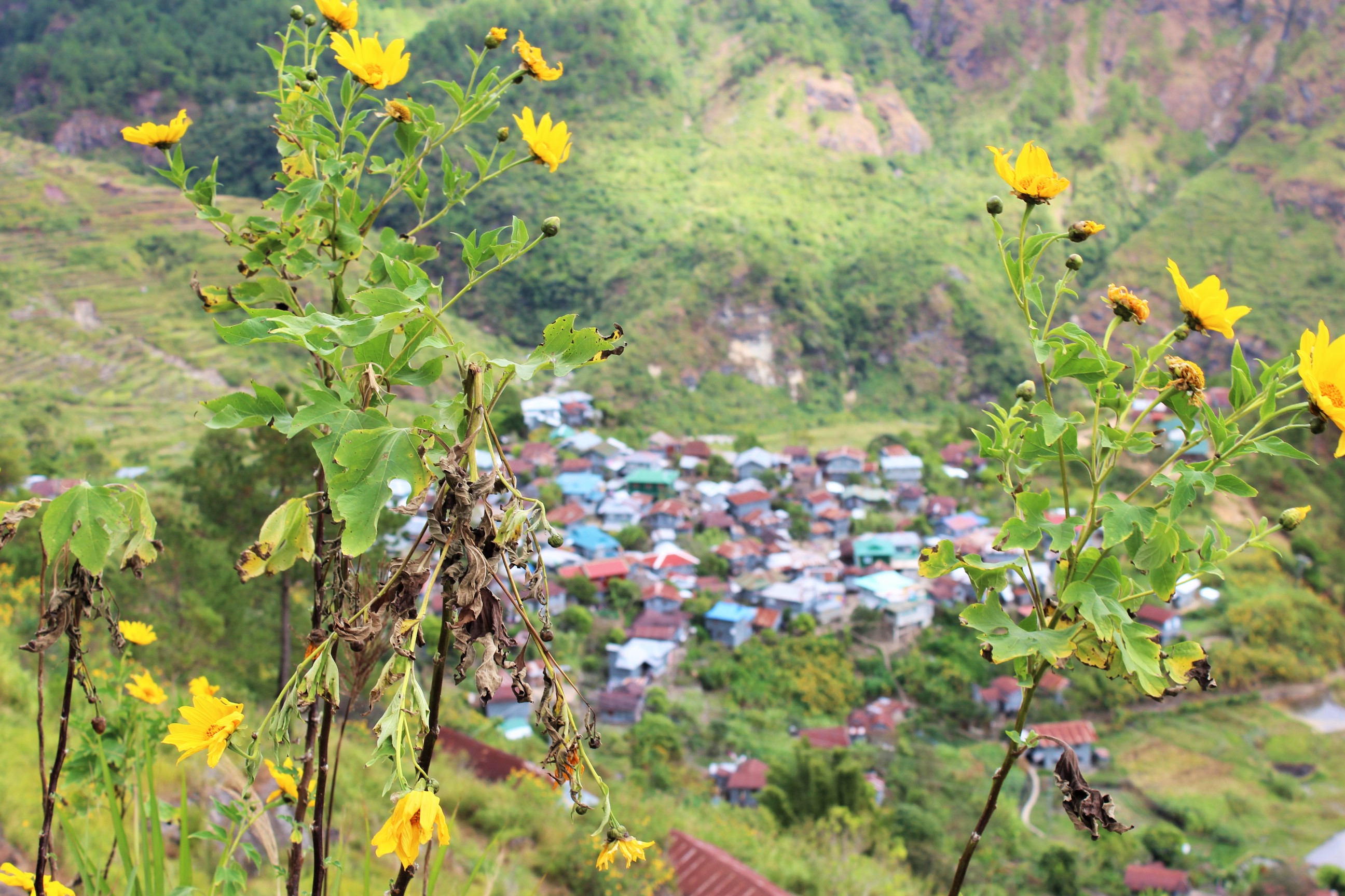 sagada-aguid-rice-terraces-bomod-ok-falls-flowers